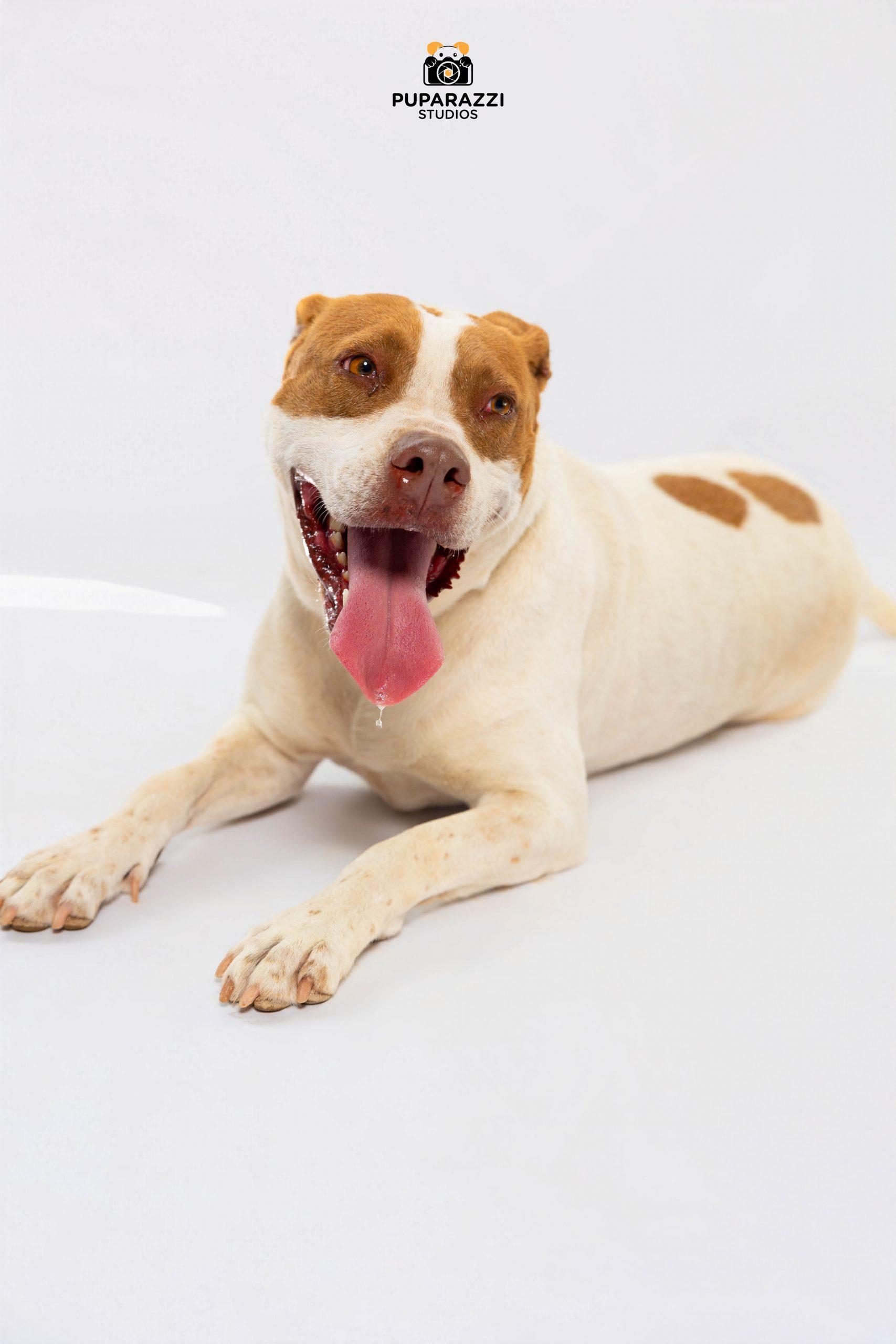 Enlarge Nala, a Adoptable American Staffordshire Terrier in Sullivan City, TX image 6/6
