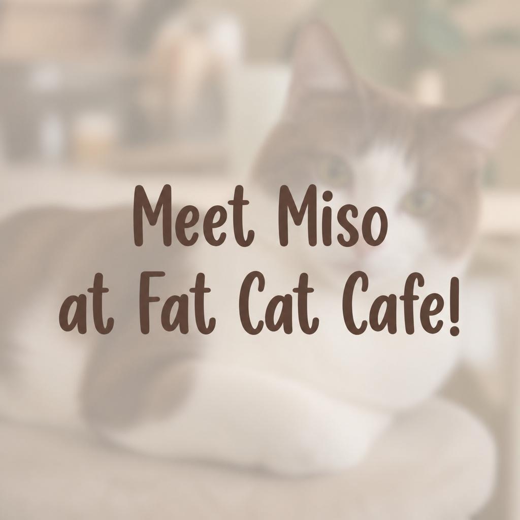 Enlarge Miso at Fat Cat Cafe, a Adopted Domestic Short Hair in Tallahassee, FL image 1/1