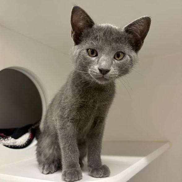 Enlarge Simon Says, a Adoptable Domestic Short Hair in Phoenix, AZ image 1/1