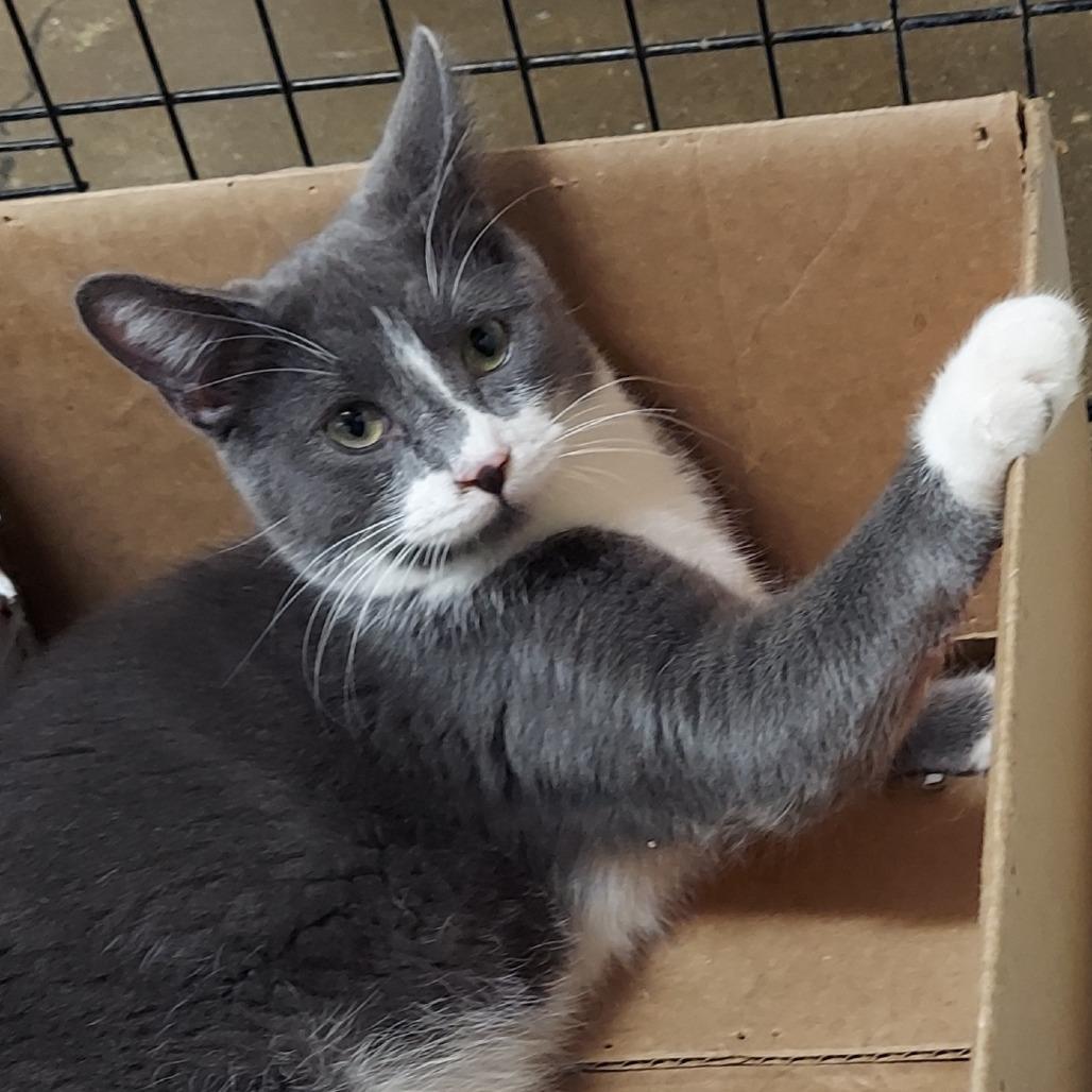 Whoppers — thumbnail 3