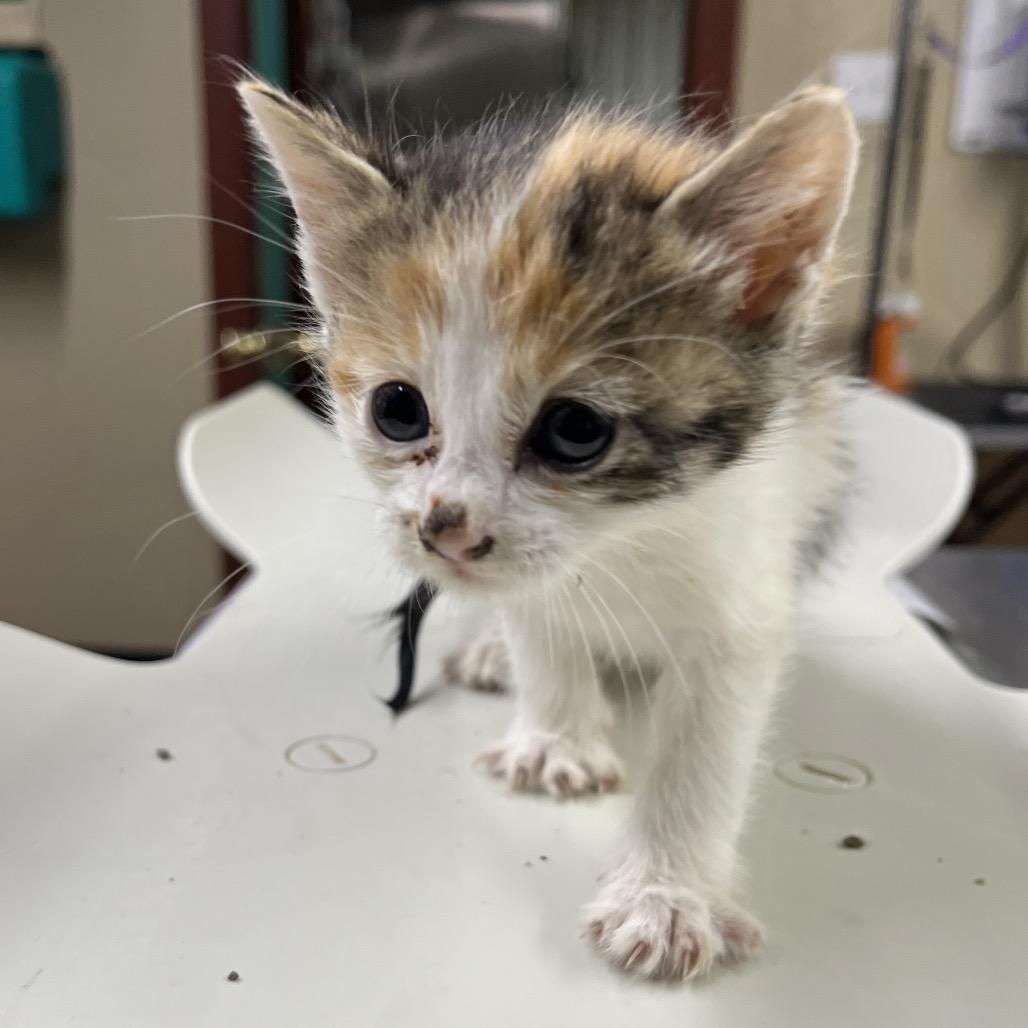 Christina, Adoptable, Kitten Female Domestic Short Hair.