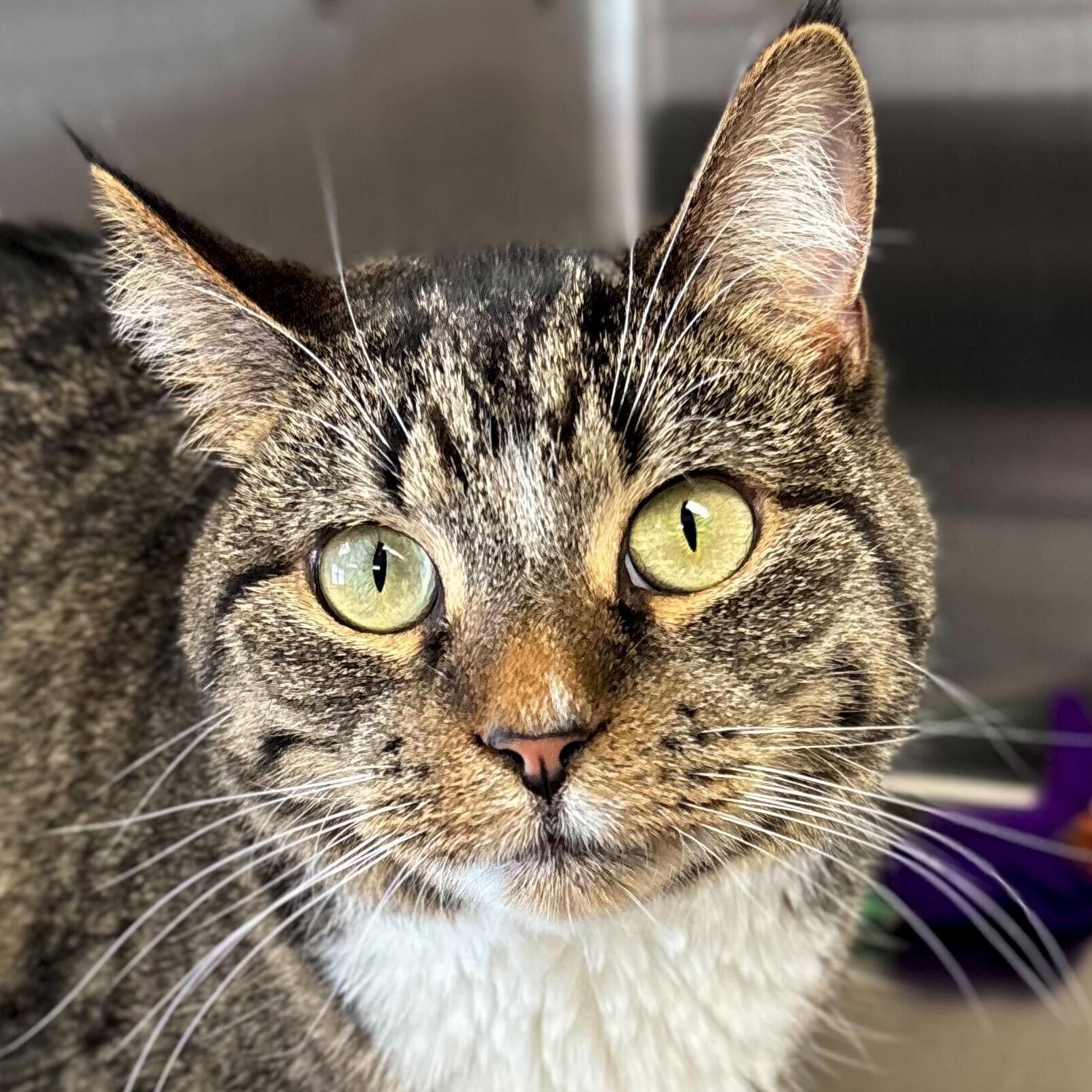 Holly, Adoptable, Adult Female Domestic Short Hair.