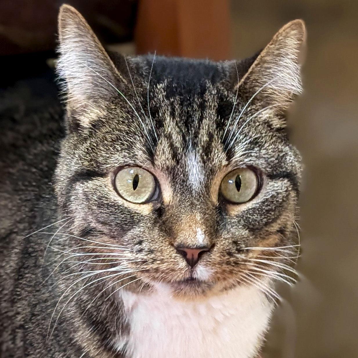 Holly - Name Your Own Adoption Fee!, Adoptable, Adult Female Domestic Short Hair.