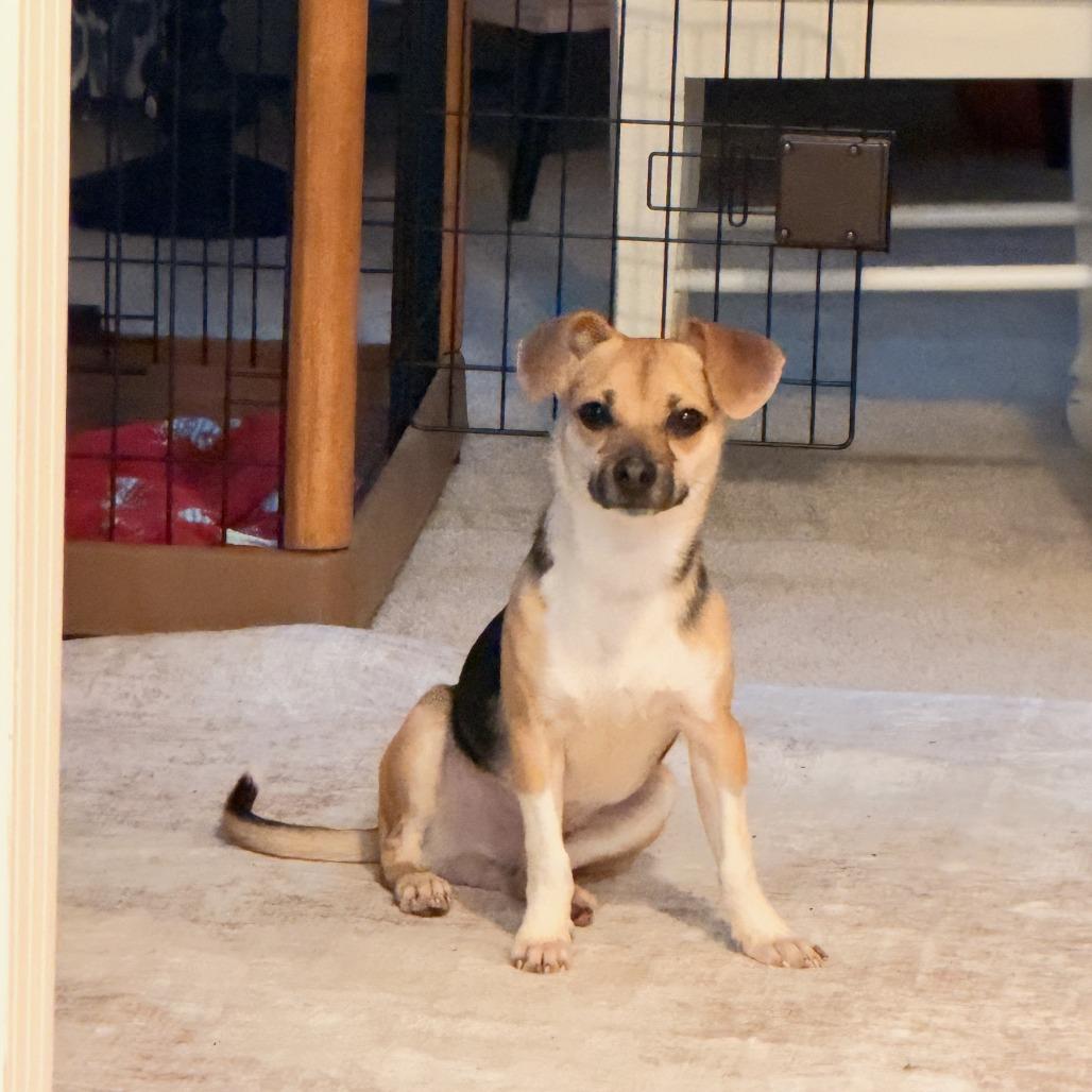 Riley, Adoptable, Young Male Beagle & Pug.