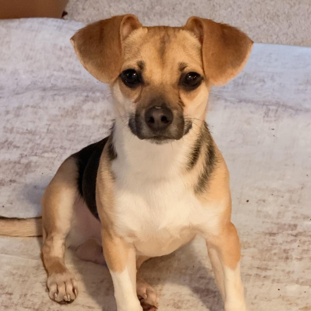 Enlarge Riley, a Adoptable mixed breed in Summerfield, NC image 2/2