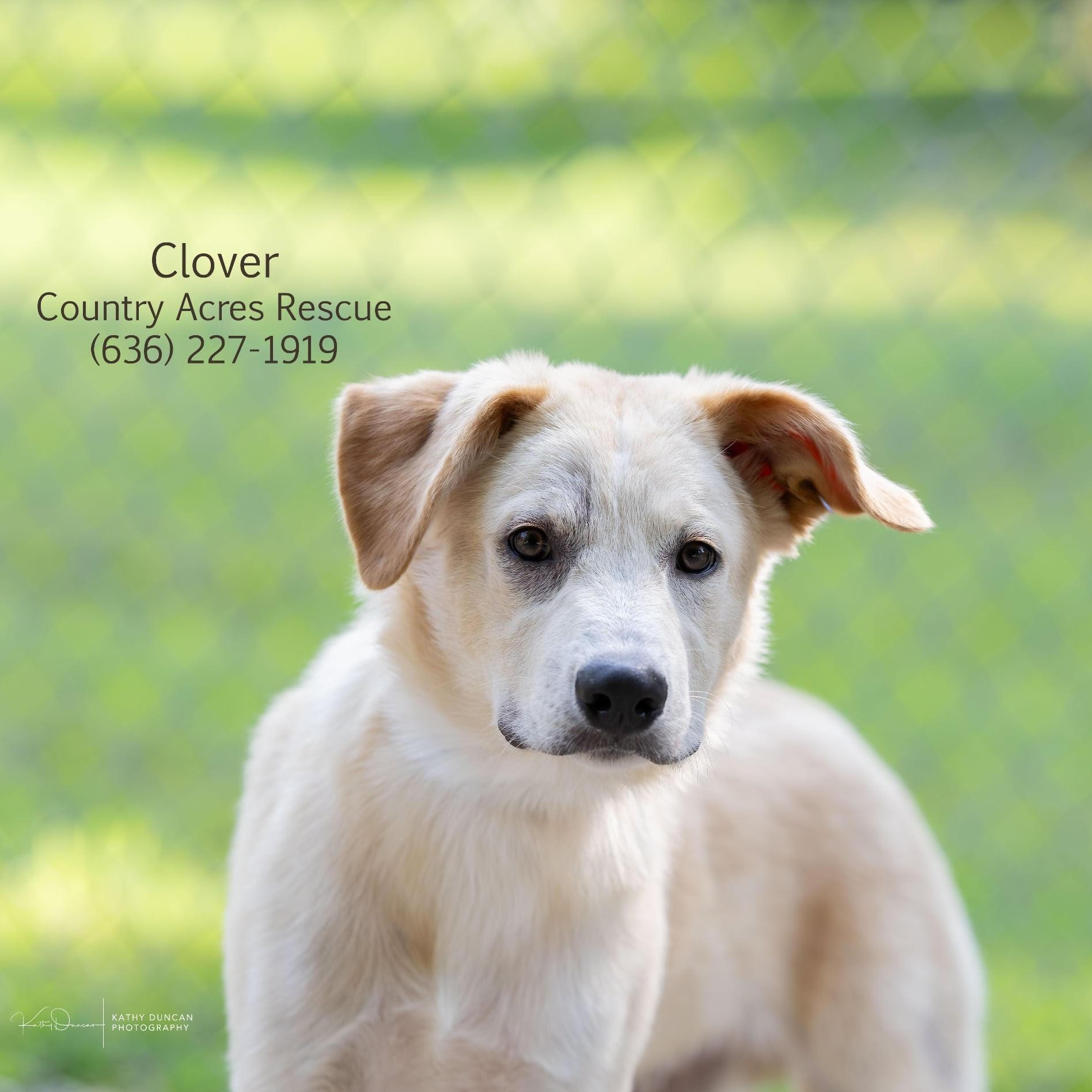 Clover