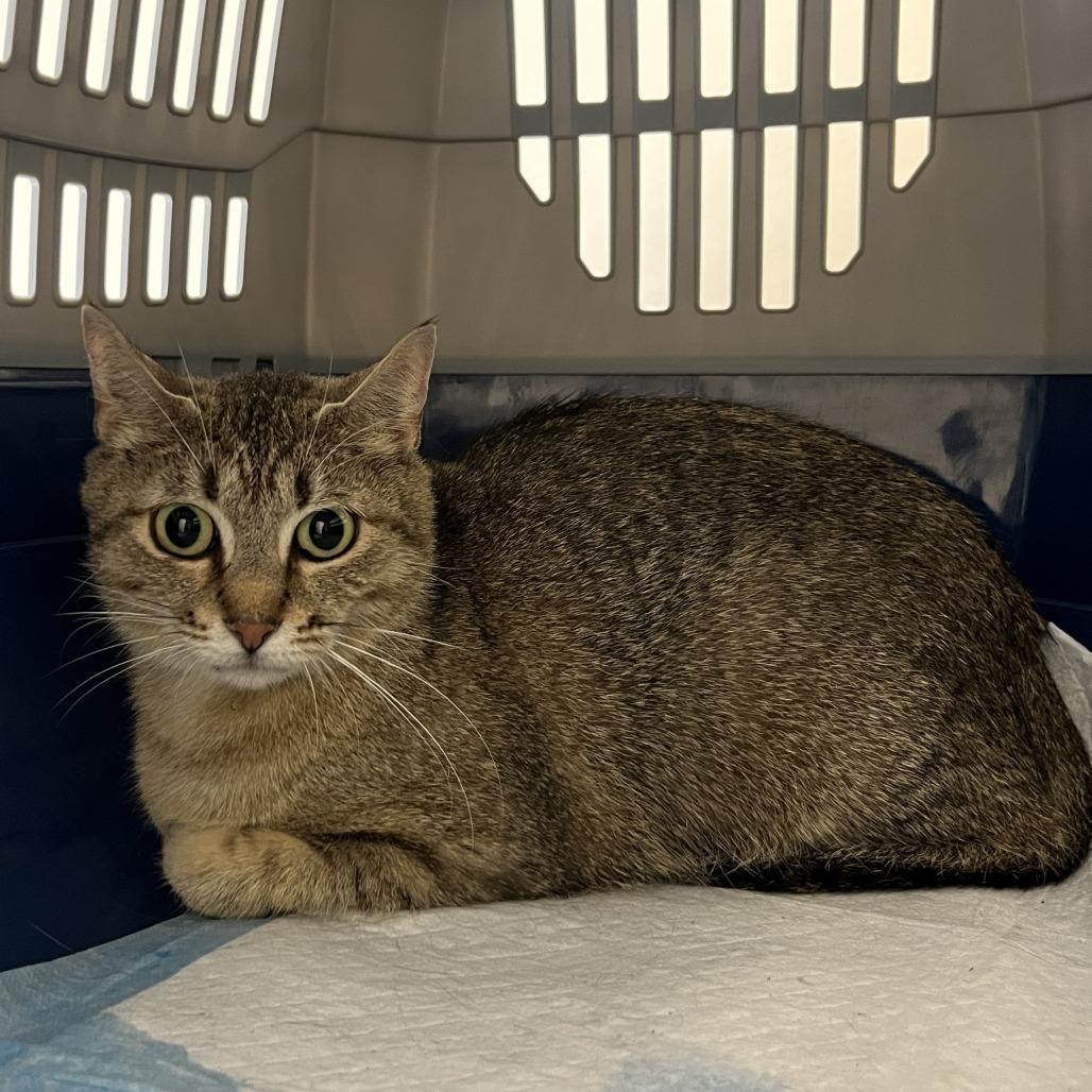 Enlarge Sequoia, a Adoptable Domestic Short Hair in Nashville, TN image 1/2