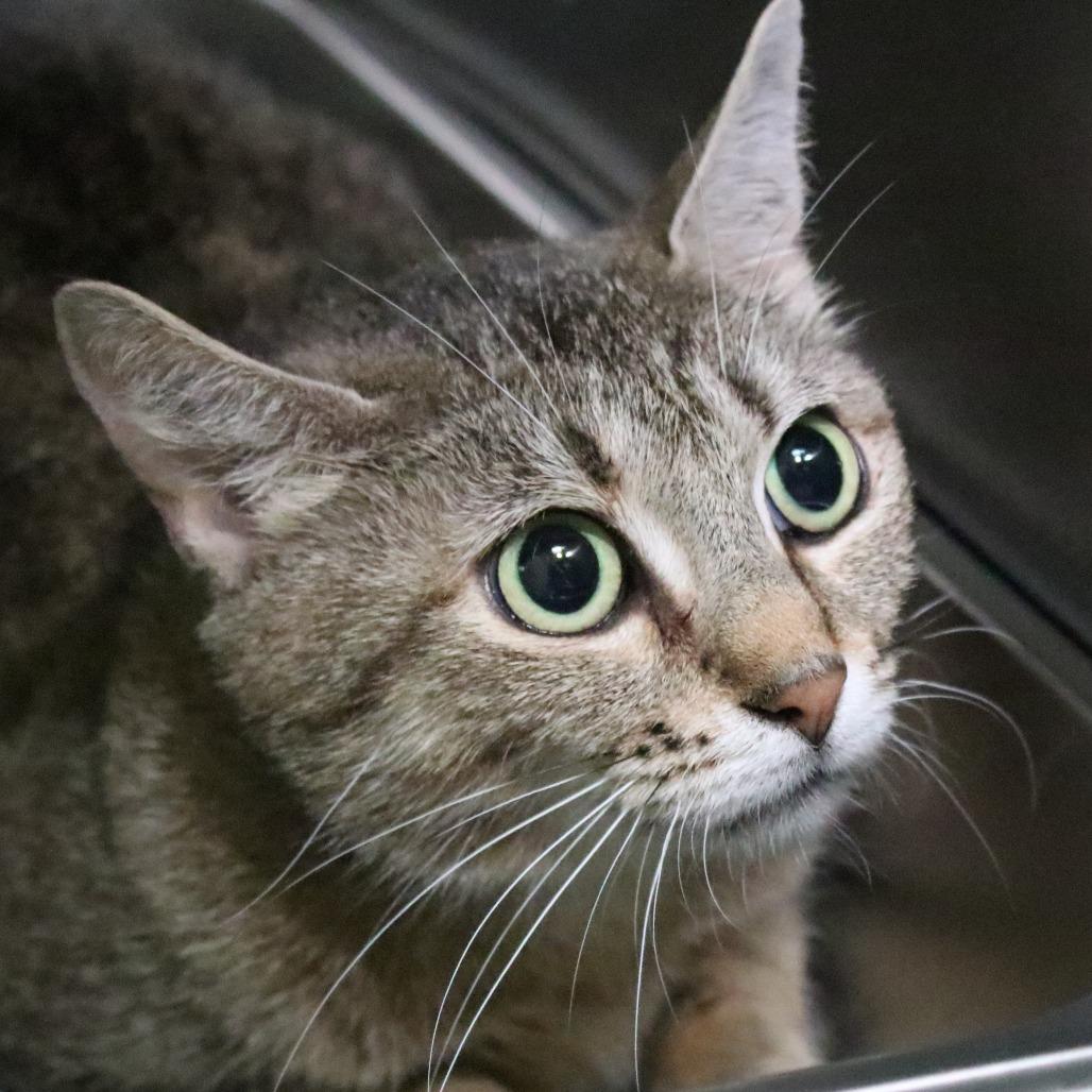 Enlarge Sequoia, a Adoptable Domestic Short Hair in Nashville, TN image 2/2