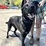 Enlarge Gabe, a ADOPTABLE mixed breed in Los Angeles, CA image 4/4
