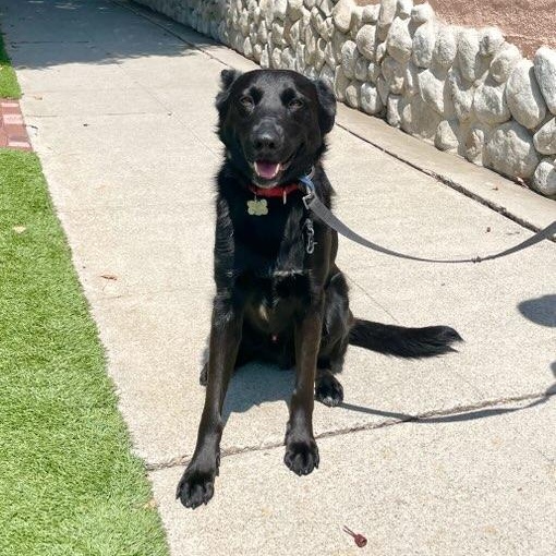 Gabe, ADOPTABLE, Young Male Australian Shepherd & Australian Kelpie.