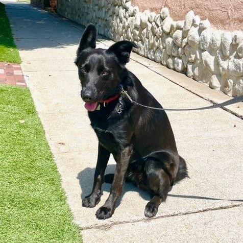 Enlarge Gabe, a ADOPTABLE mixed breed in Los Angeles, CA image 2/4