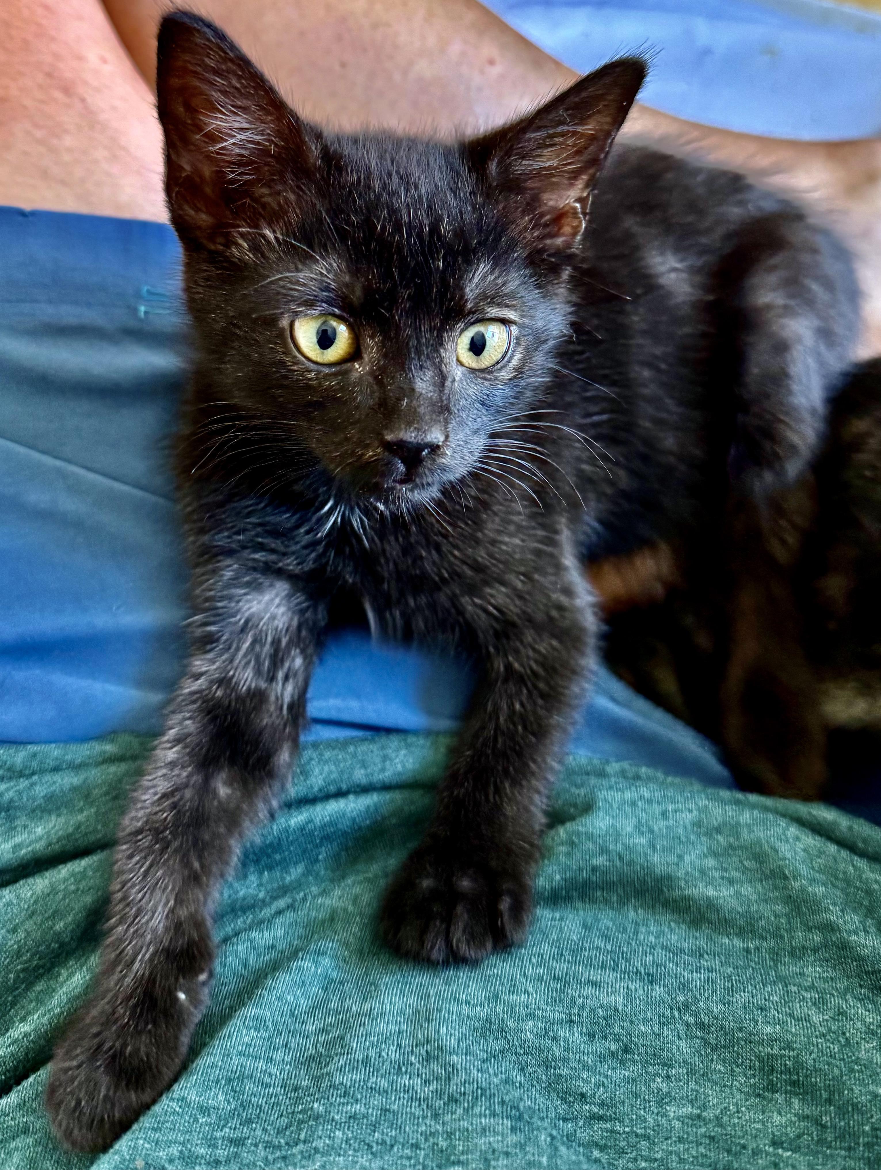Enlarge Godiva, a Adoptable Domestic Short Hair in San Francisco, CA image 1/6