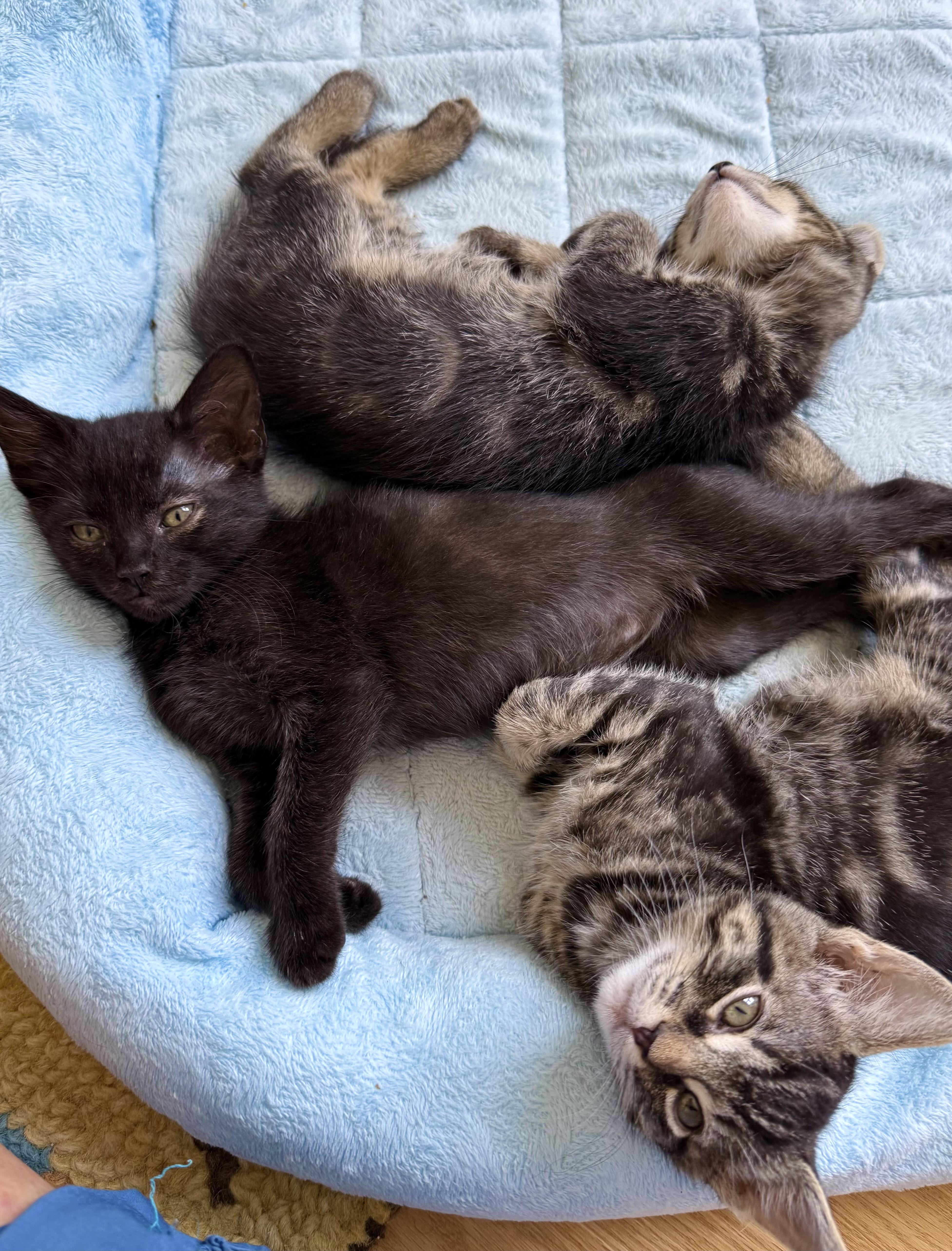 Enlarge Godiva, a Adoptable Domestic Short Hair in San Francisco, CA image 2/6