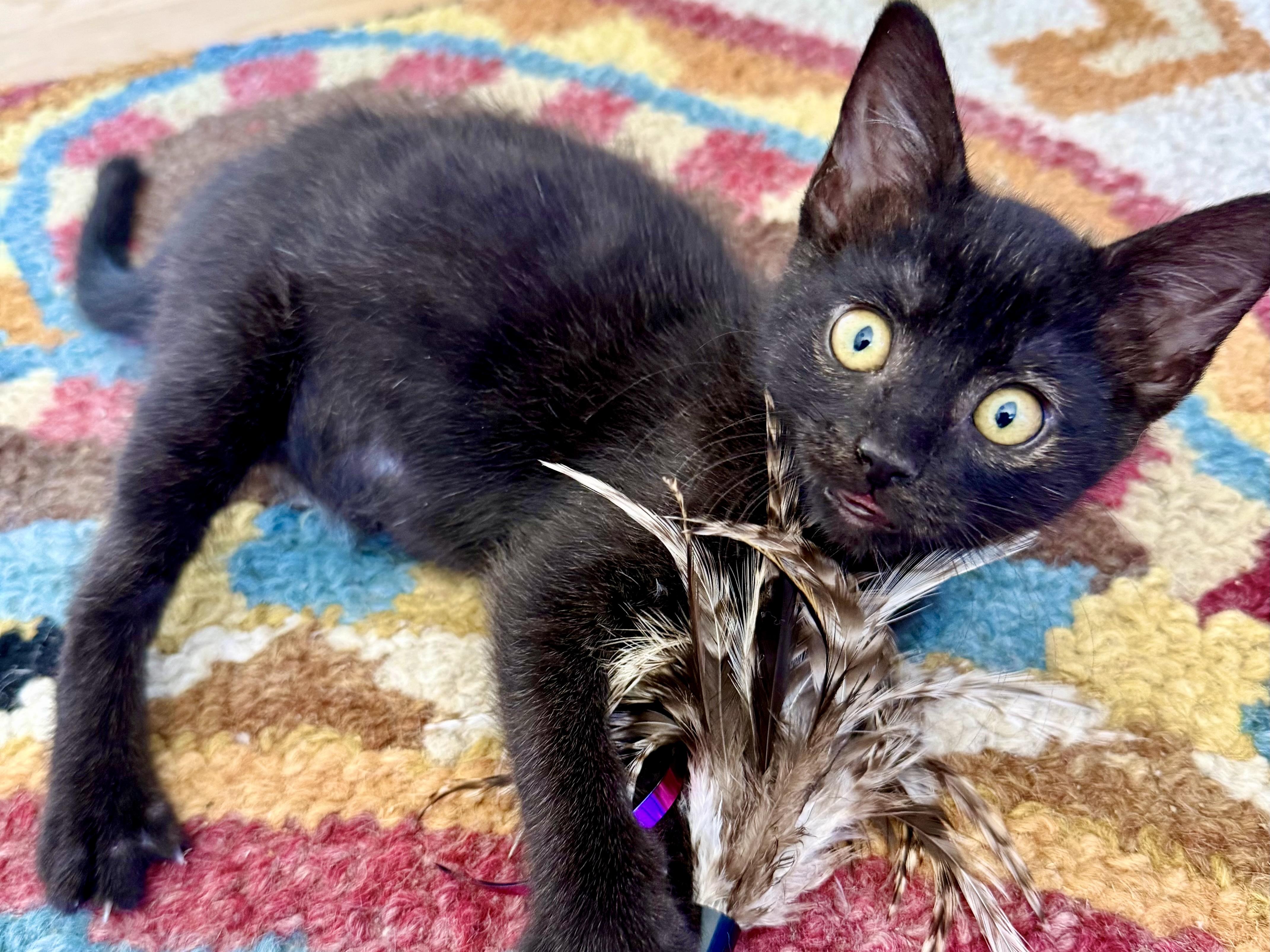 Enlarge Godiva, a Adoptable Domestic Short Hair in San Francisco, CA image 3/6