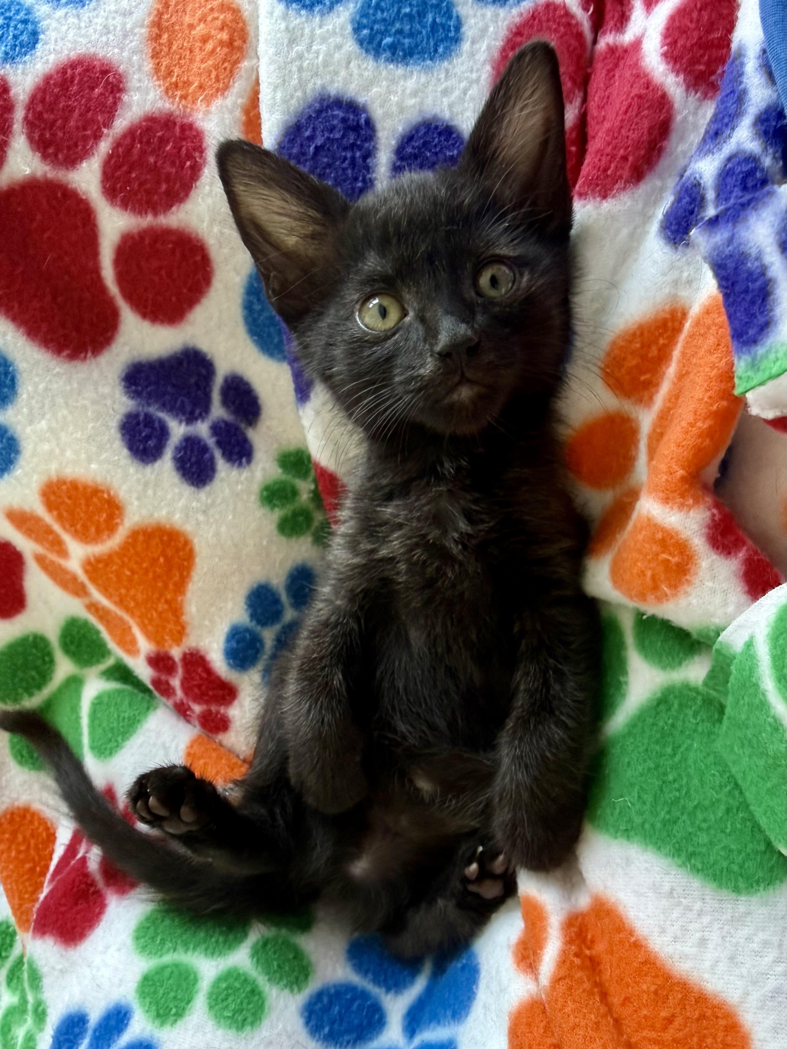 Enlarge Godiva, a Adoptable Domestic Short Hair in San Francisco, CA image 4/6