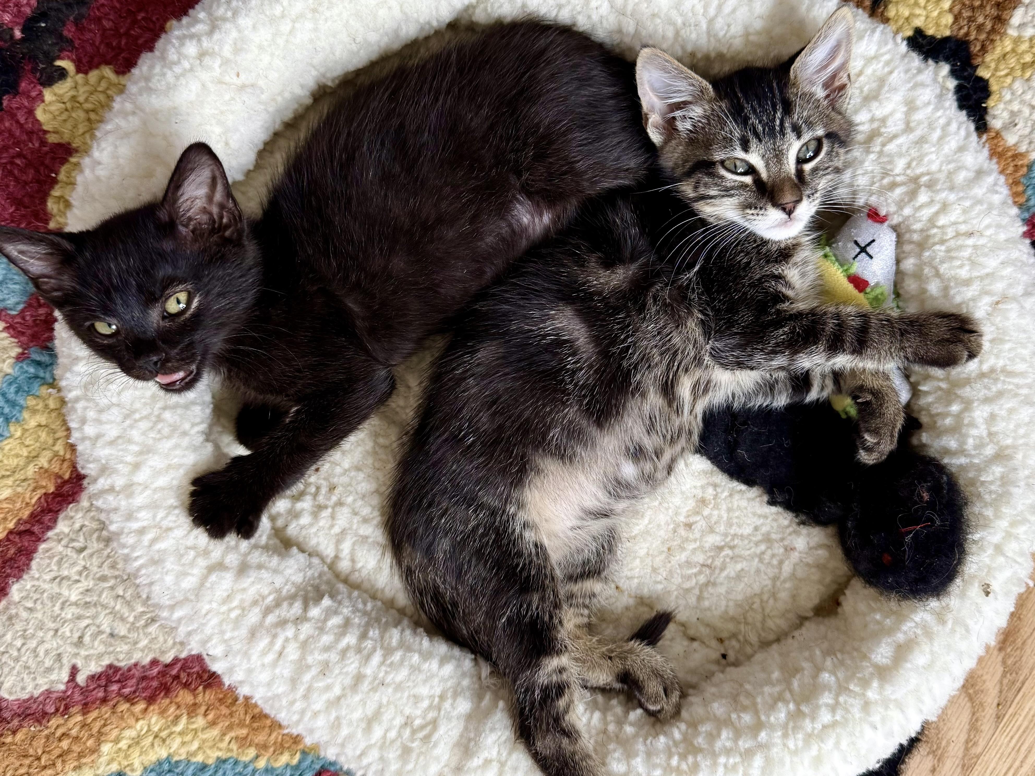 Enlarge Godiva, a Adoptable Domestic Short Hair in San Francisco, CA image 5/6