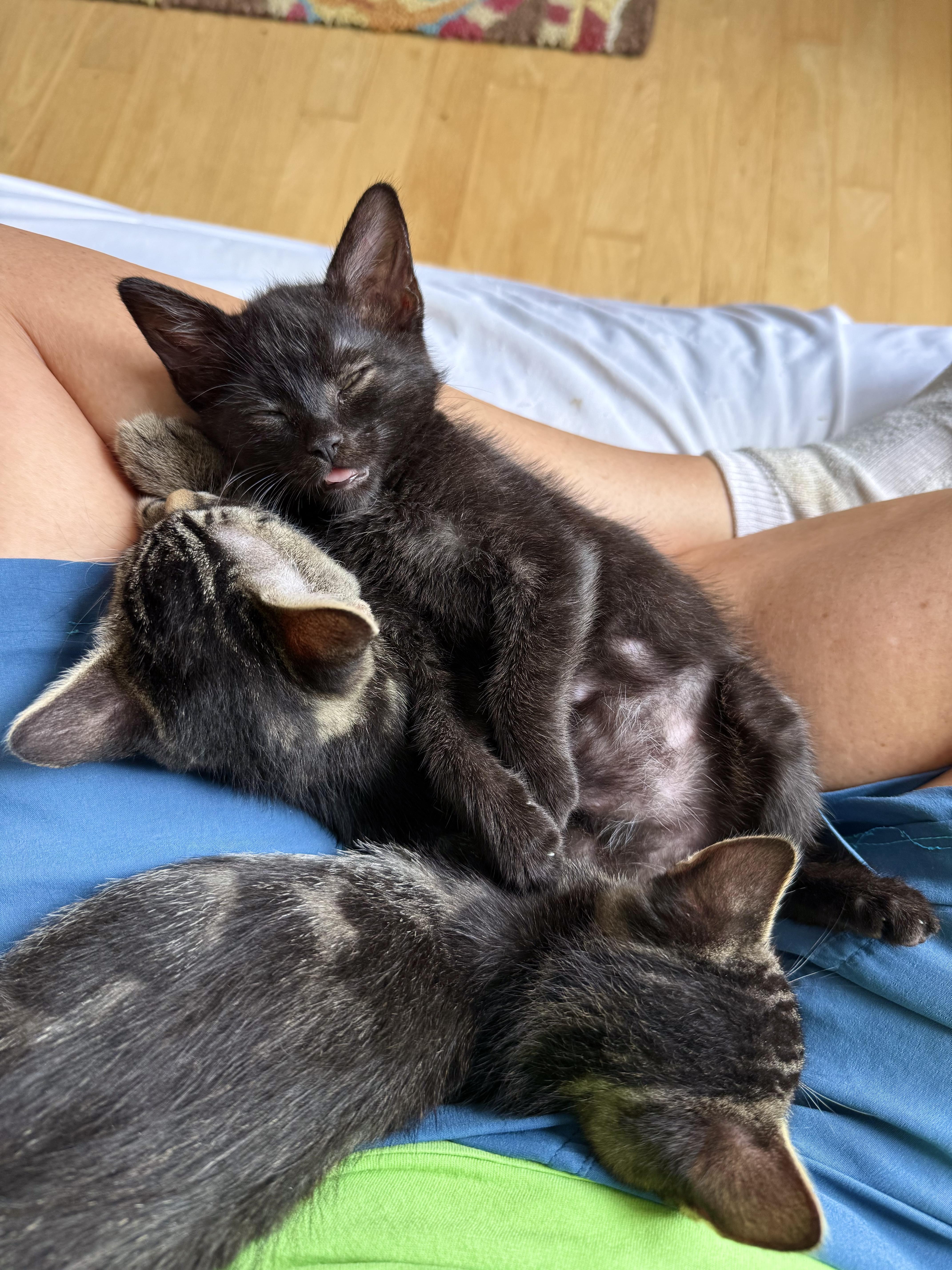 Enlarge Godiva, a Adoptable Domestic Short Hair in San Francisco, CA image 6/6