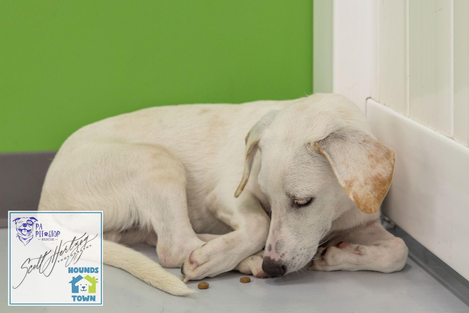 Mason, Adopted, Young Male Labrador Retriever & Dachshund.