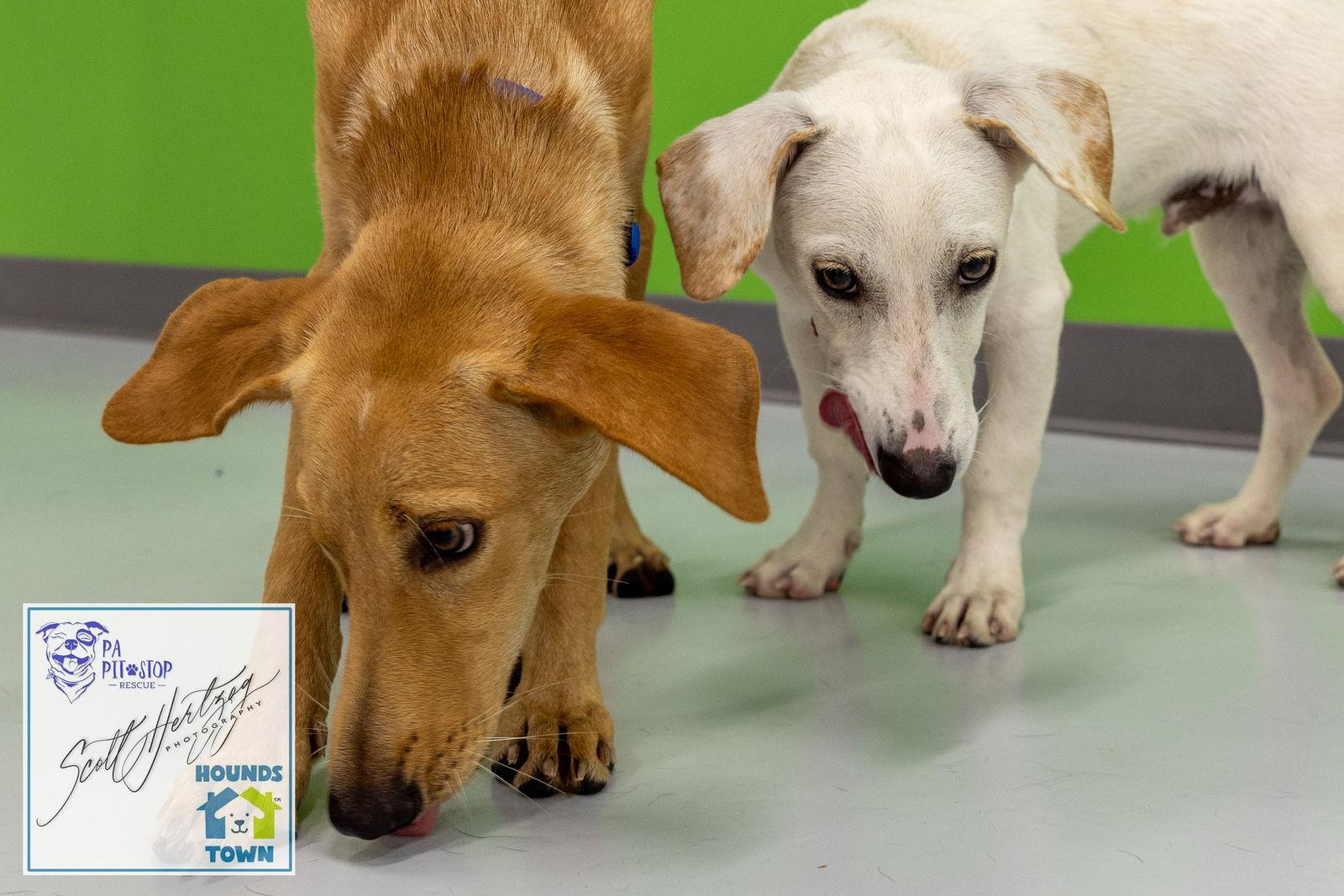 Enlarge Mason, a Adopted mixed breed in Shillington, PA image 2/3