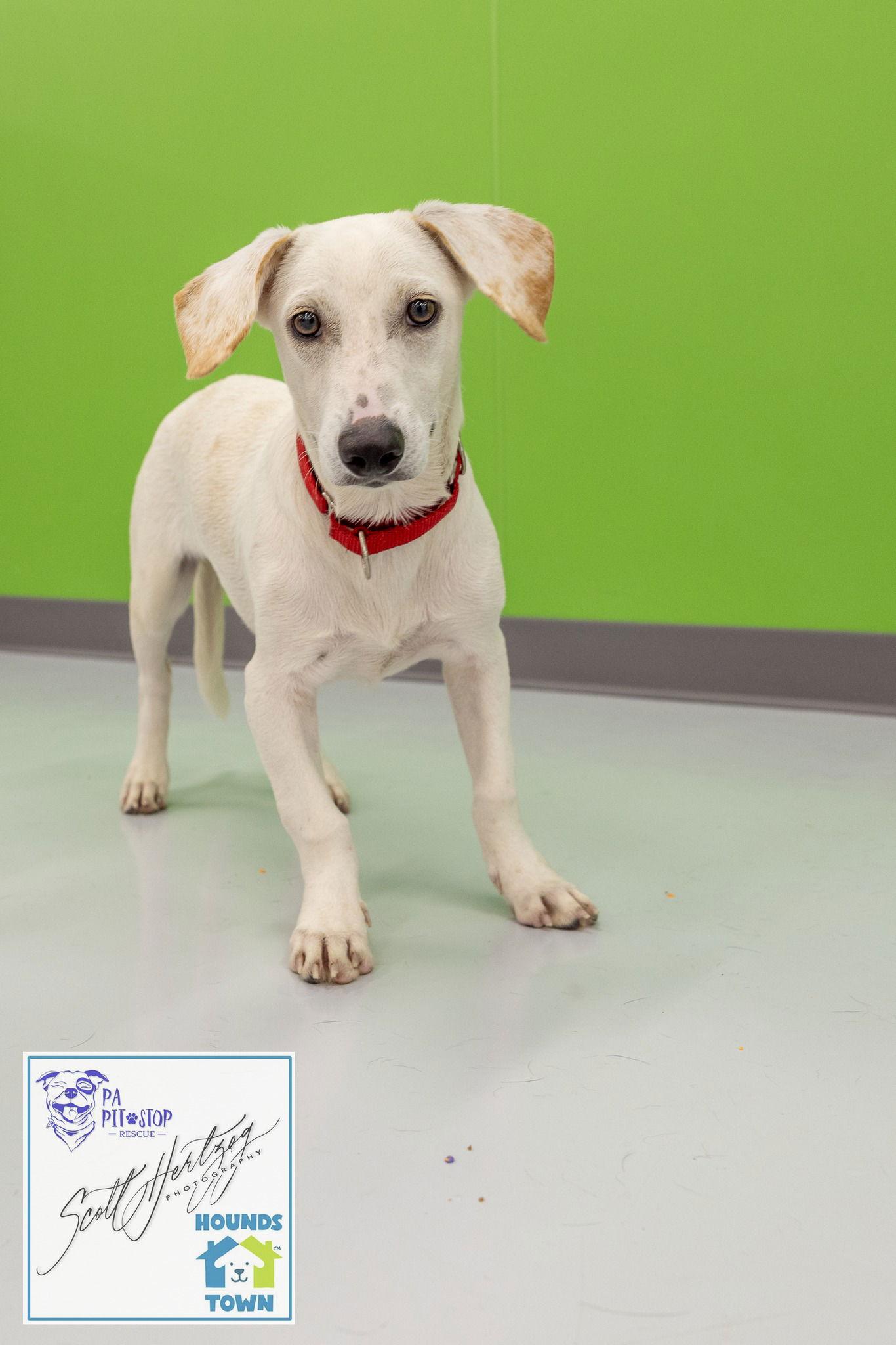 Enlarge Mason, a Adopted mixed breed in Shillington, PA image 3/3