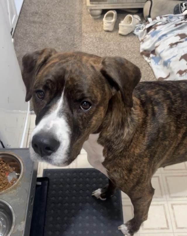 MANCHAS, Adoptable, Adult Female Dogo Argentino.