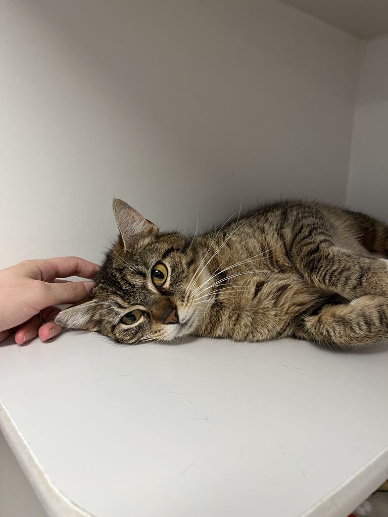 Purr Purr Roni, an adoptable Domestic Short Hair in Grants Pass, OR, 97526 | Photo Image 1