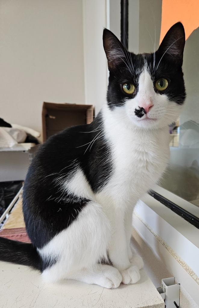 Wakko — thumbnail 2