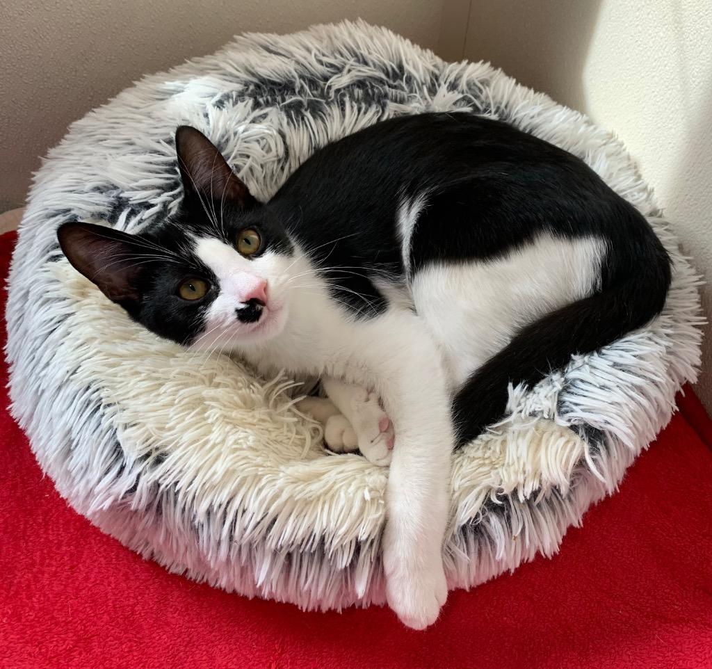 Wakko — thumbnail 3