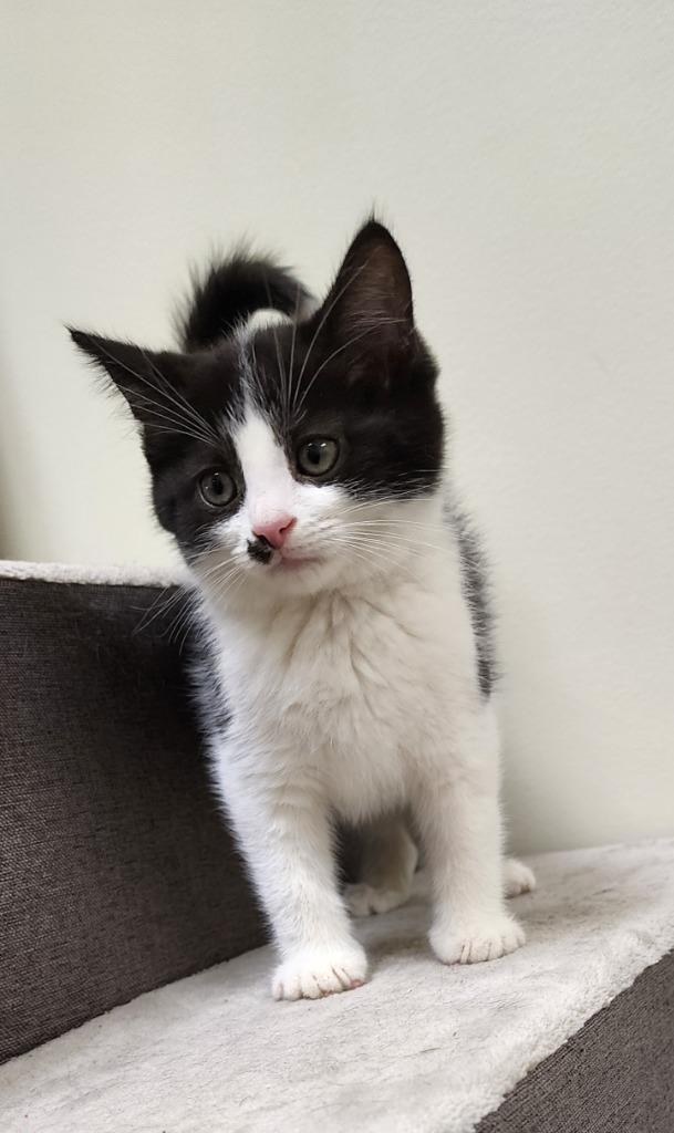 Wakko — thumbnail 5