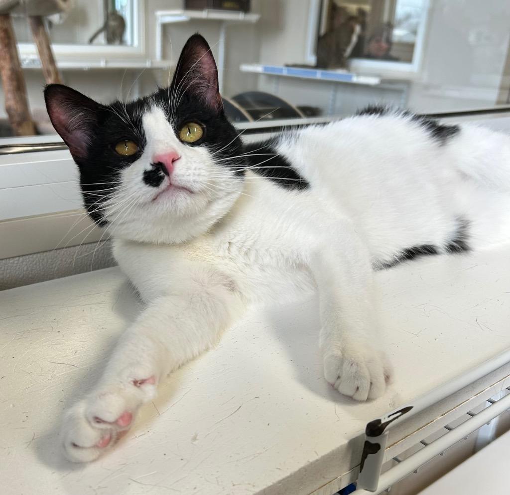 Wakko — thumbnail 6