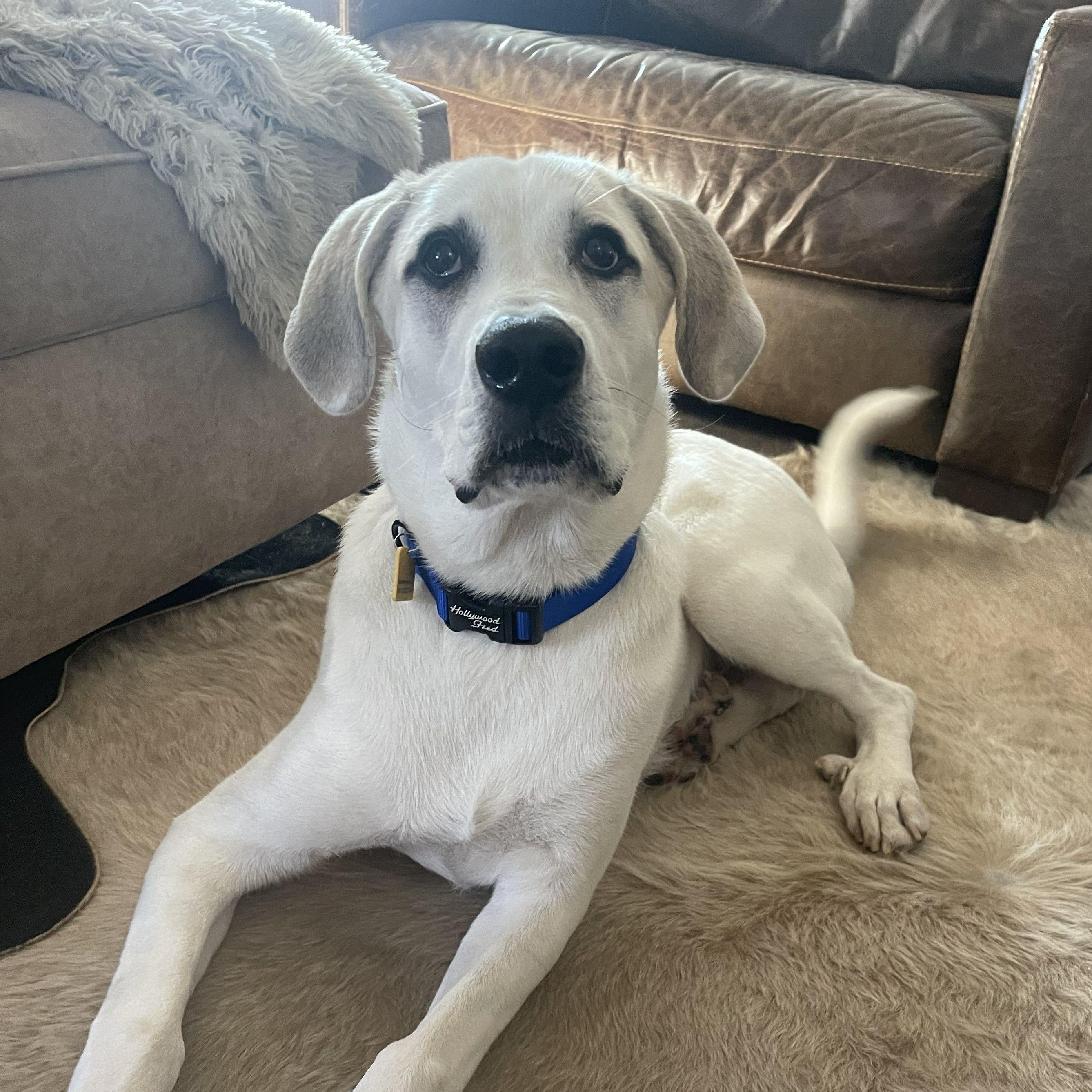 Enlarge Goose, a ADOPTABLE mixed breed in Atlanta, GA image 1/4