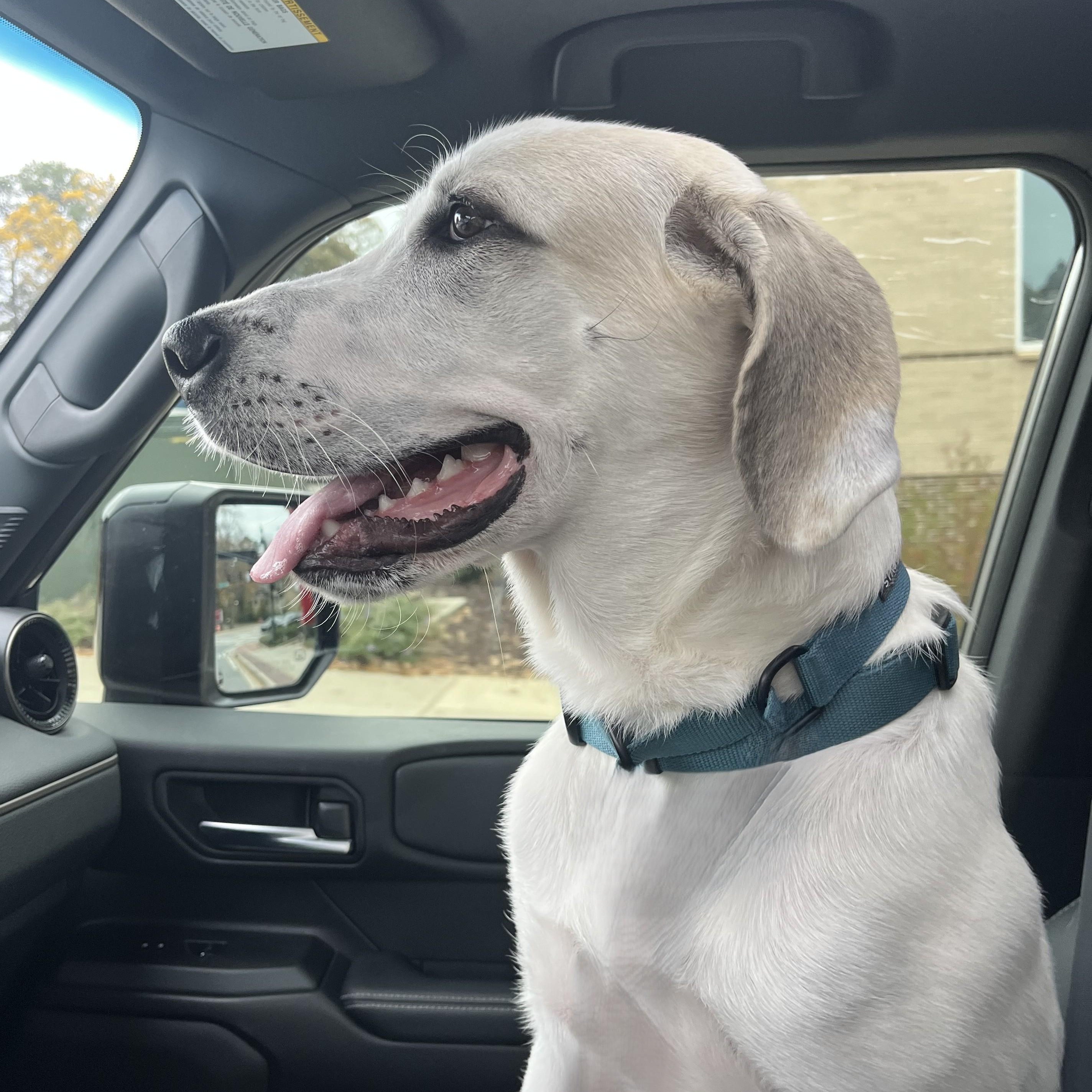 Enlarge Goose, a ADOPTABLE mixed breed in Atlanta, GA image 2/4