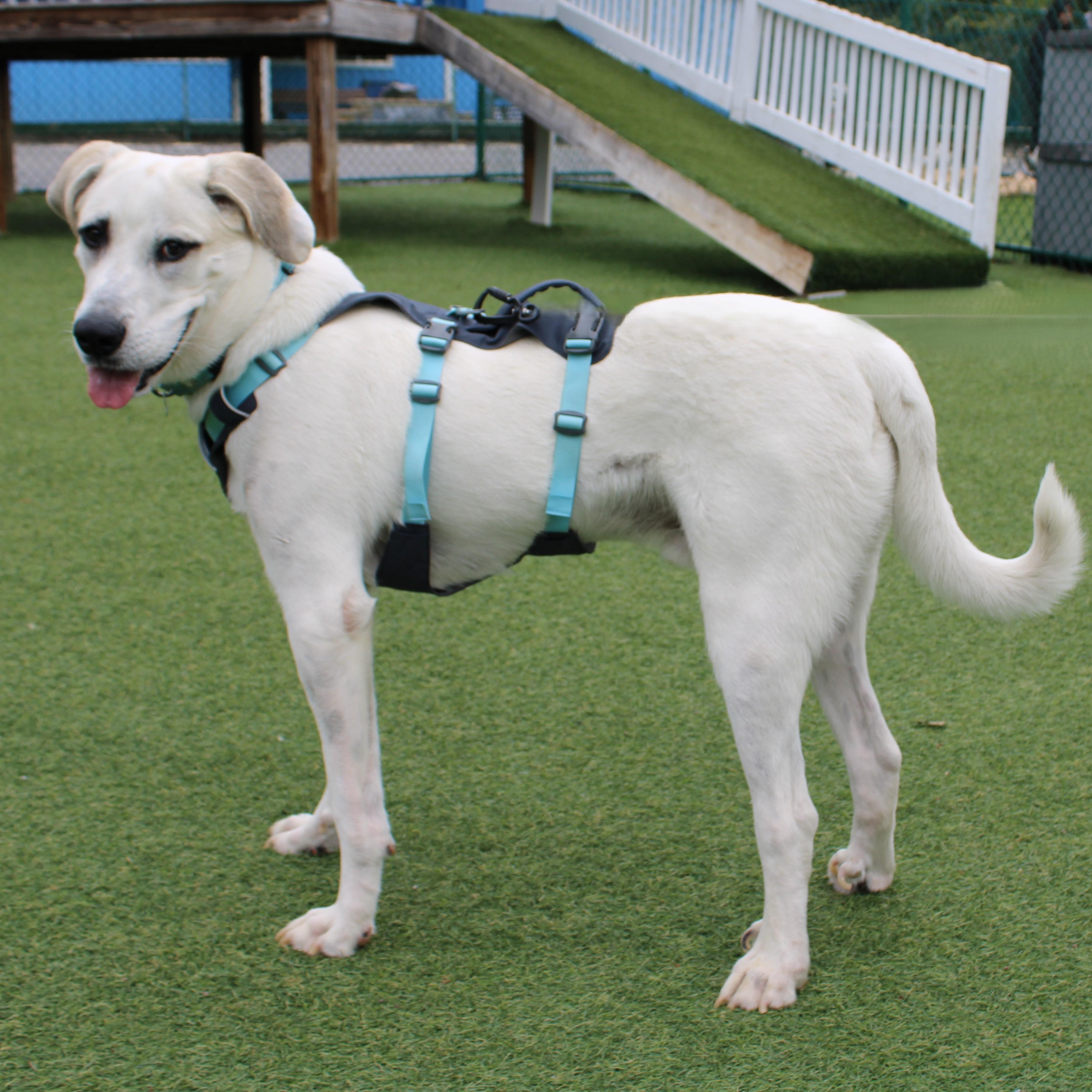 Enlarge Goose, a ADOPTABLE mixed breed in Atlanta, GA image 3/5