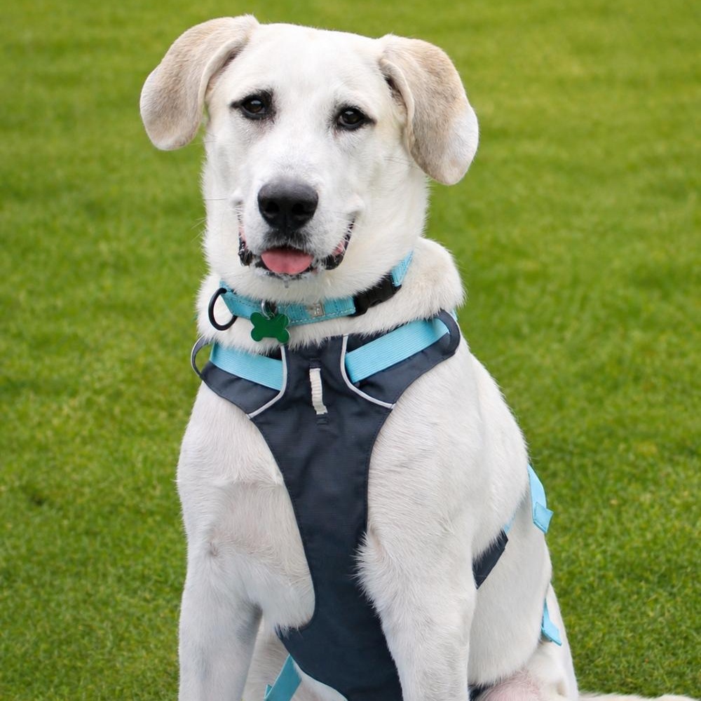 Goose, ADOPTABLE, Young Male Great Pyrenees & Boxer.