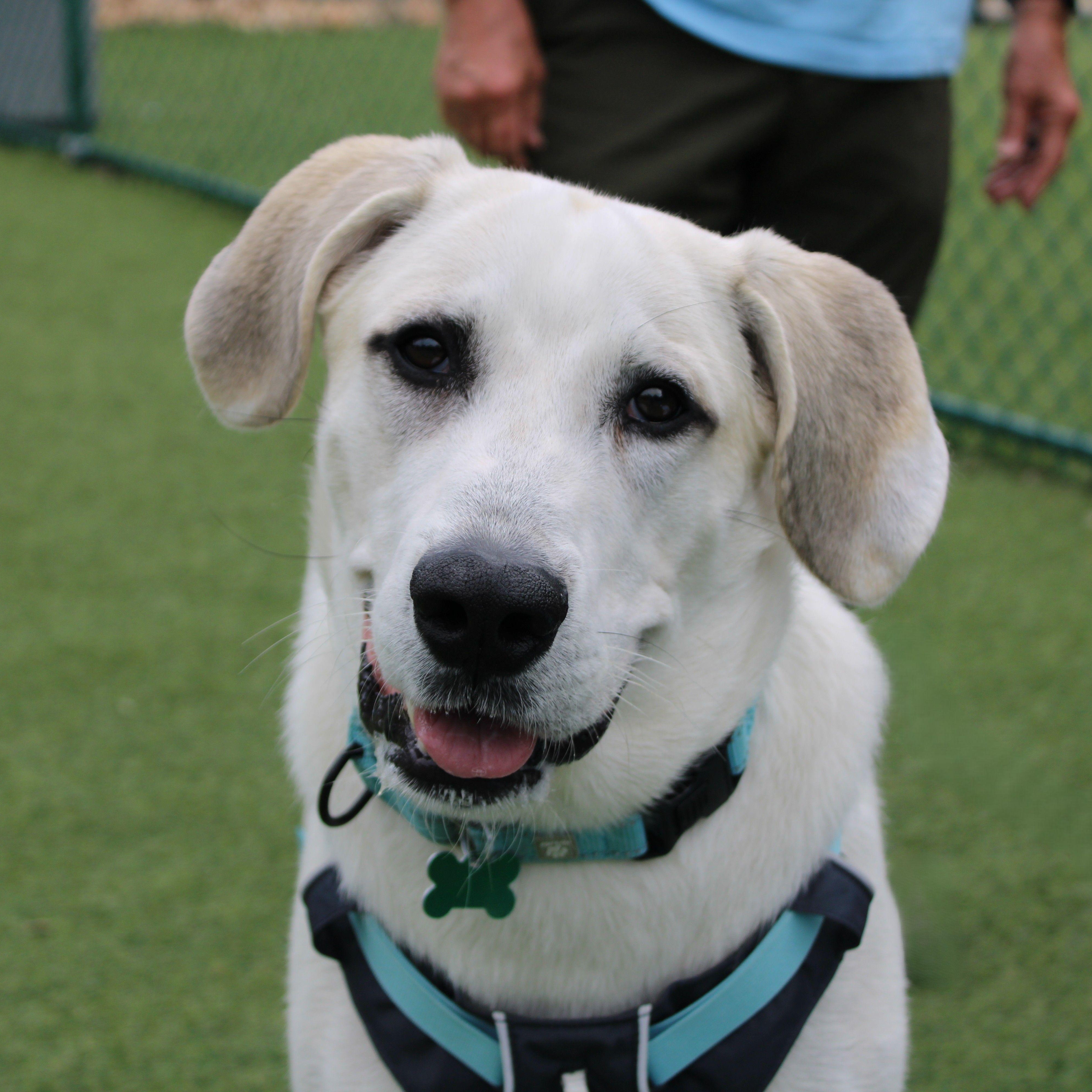 Enlarge Goose, a ADOPTABLE mixed breed in Atlanta, GA image 2/5