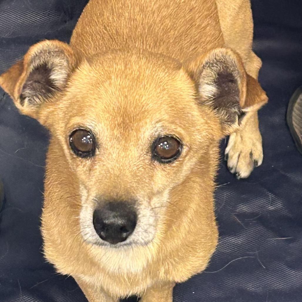 Enlarge Benji, a Adoptable mixed breed in Las Vegas, NV image 1/1