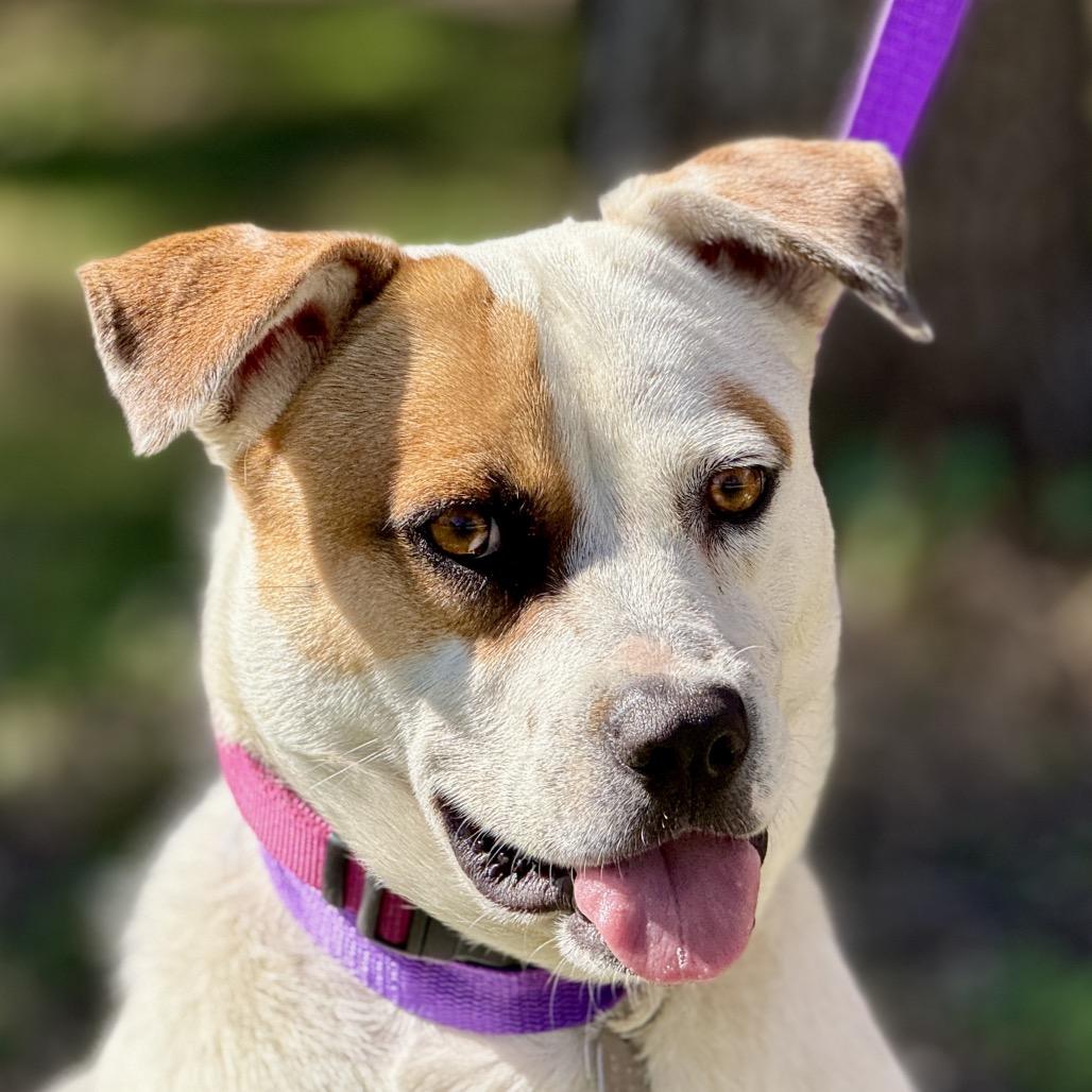 Enlarge Jewel, a Adoptable mixed breed in Austin, TX image 5/6