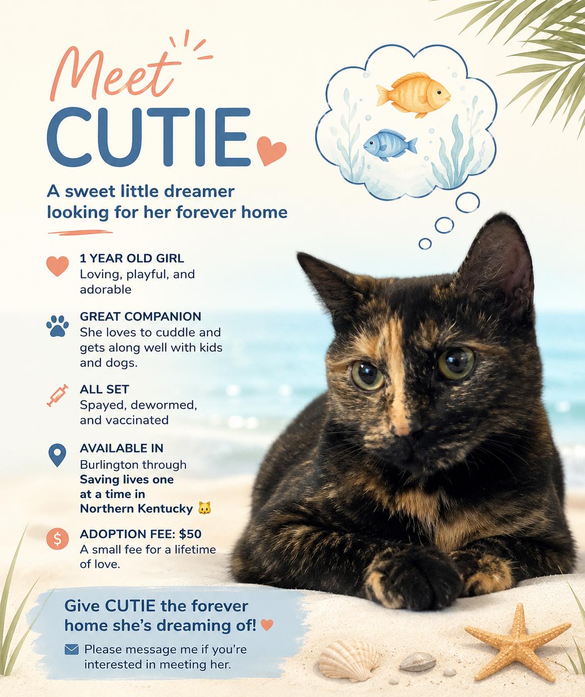 CUTIE patootie, ADOPTABLE, Young Female Domestic Short Hair & Tortoiseshell.