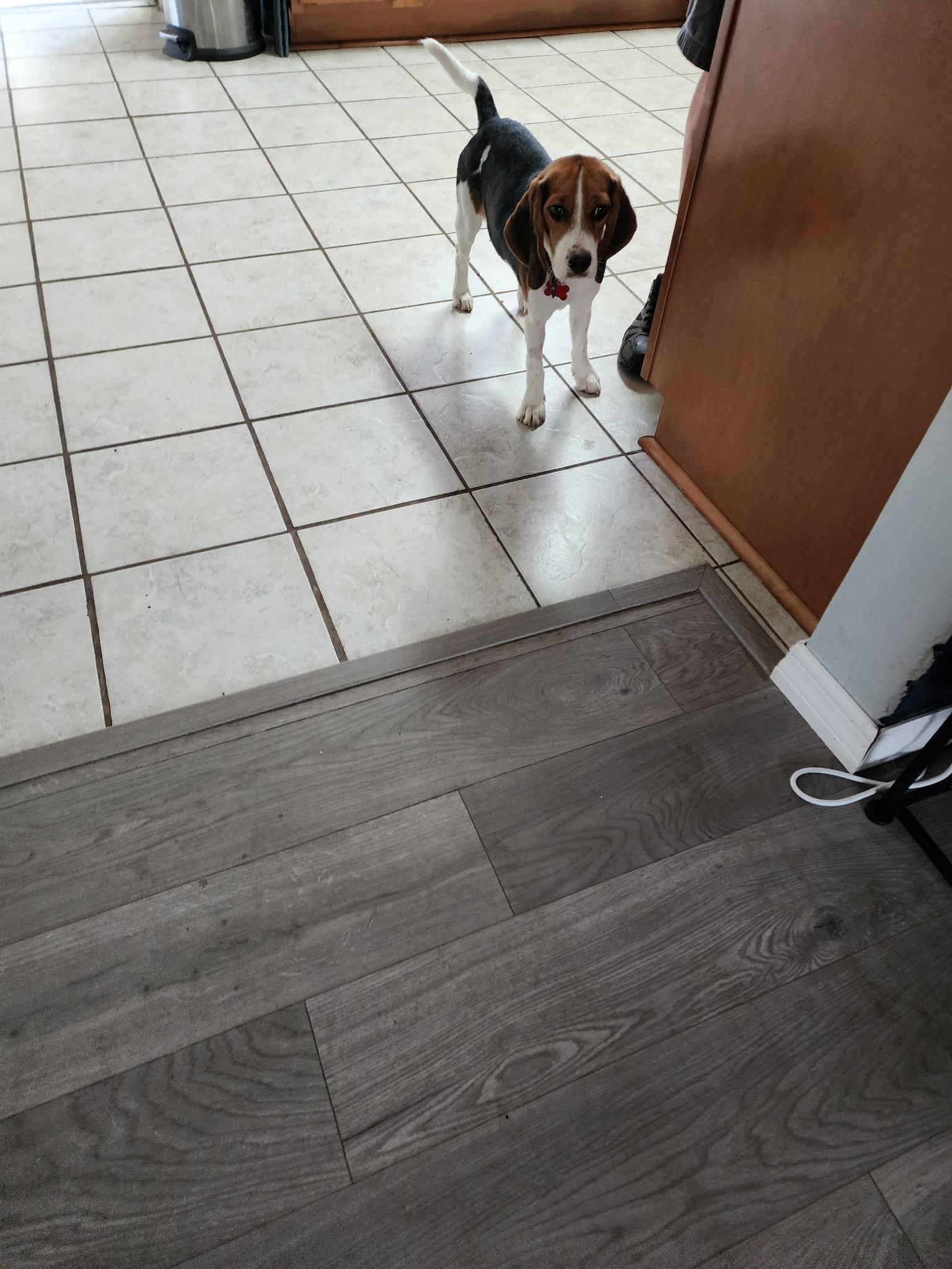 Sophia Sniffs, Adoptable, Young Female Beagle.