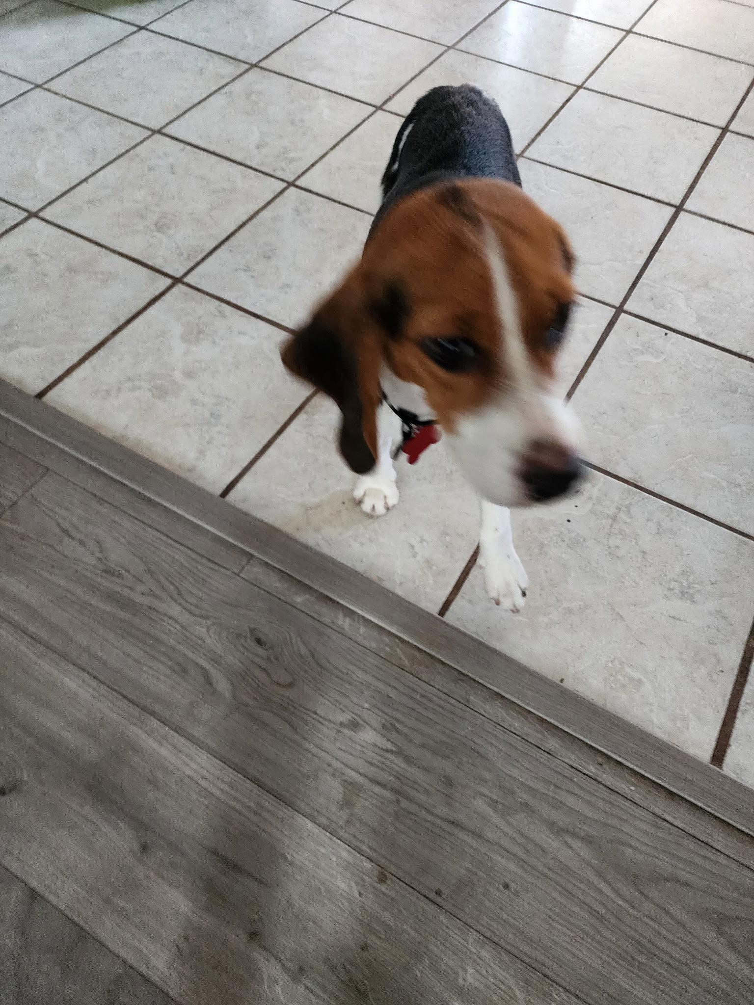 Enlarge Sophia Sniffs, a Adoptable Beagle in Tampa, FL image 2/2