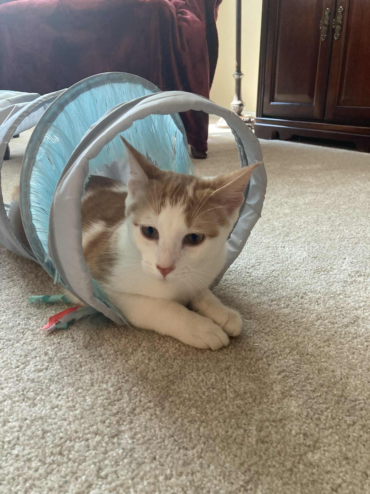 Joel, Adopted, Kitten Male Domestic Short Hair.