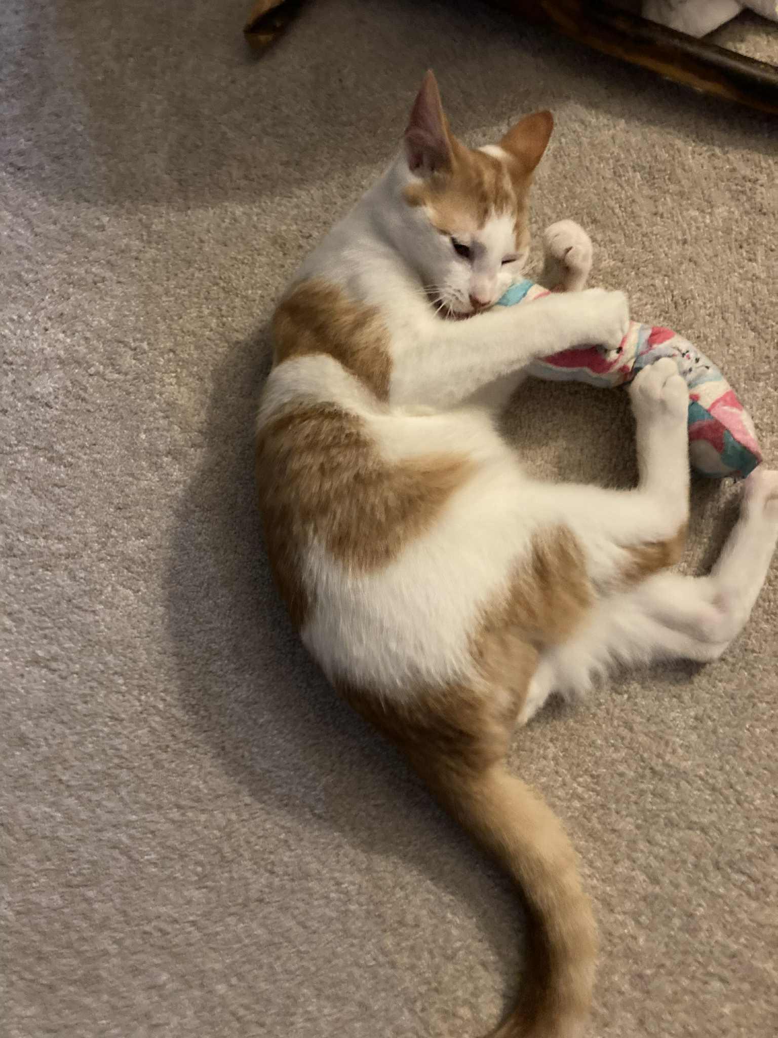 Enlarge Joel, a Adopted Domestic Short Hair in Cincinnati, OH image 2/3