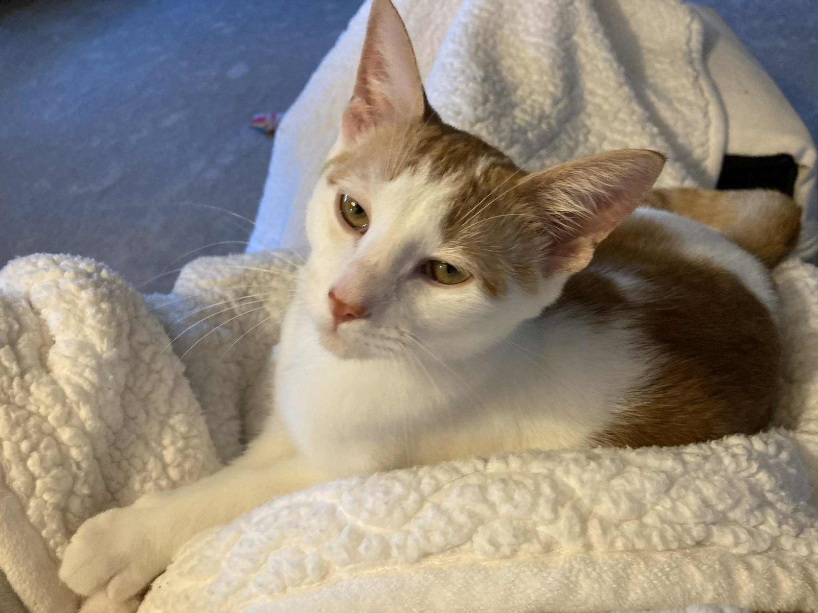 Enlarge Joel, a Adopted Domestic Short Hair in Cincinnati, OH image 3/3