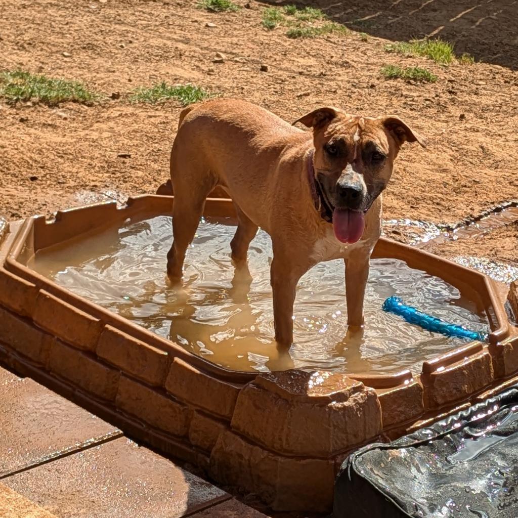 Ruthie, a Adoptable mixed breed in Dallas, TX image 1/6