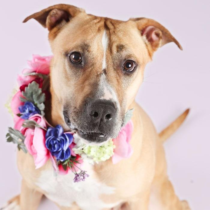 Ruthie, Adoptable, Adult Female American Staffordshire Terrier & Black Mouth Cur.