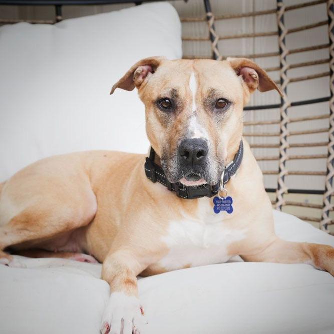 Enlarge Ruthie, a Adoptable mixed breed in Dallas, TX image 1/6