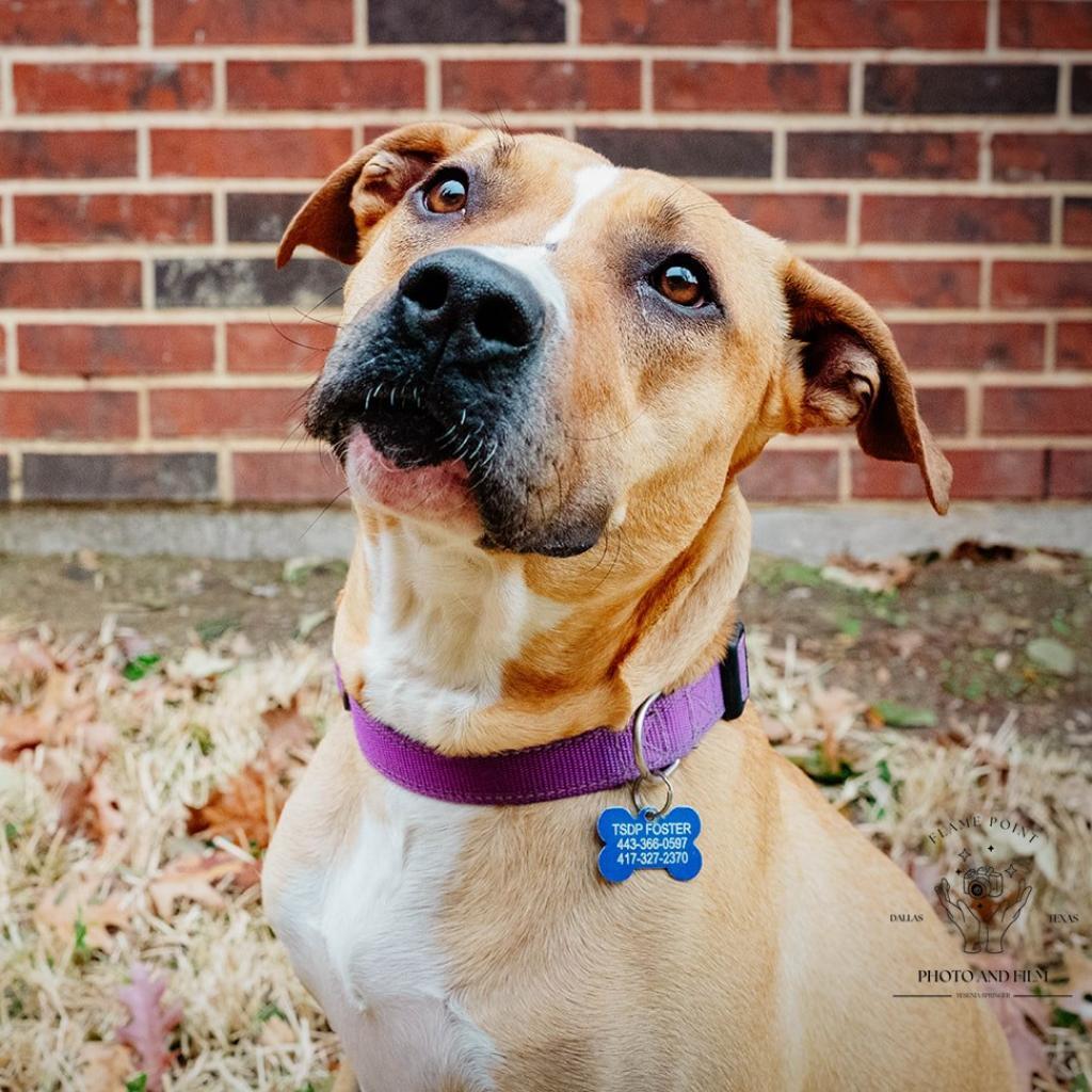 Ruthie, a Adoptable mixed breed in Dallas, TX image 3/6