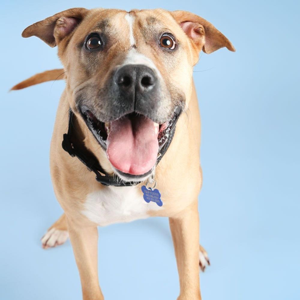 Enlarge Ruthie, a Adoptable mixed breed in Dallas, TX image 2/6