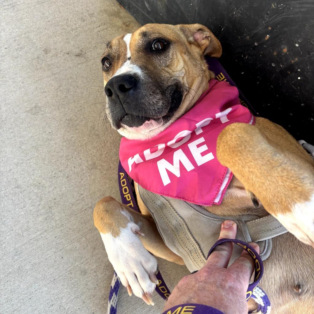 Ruthie, a Adoptable mixed breed in Dallas, TX image 4/6