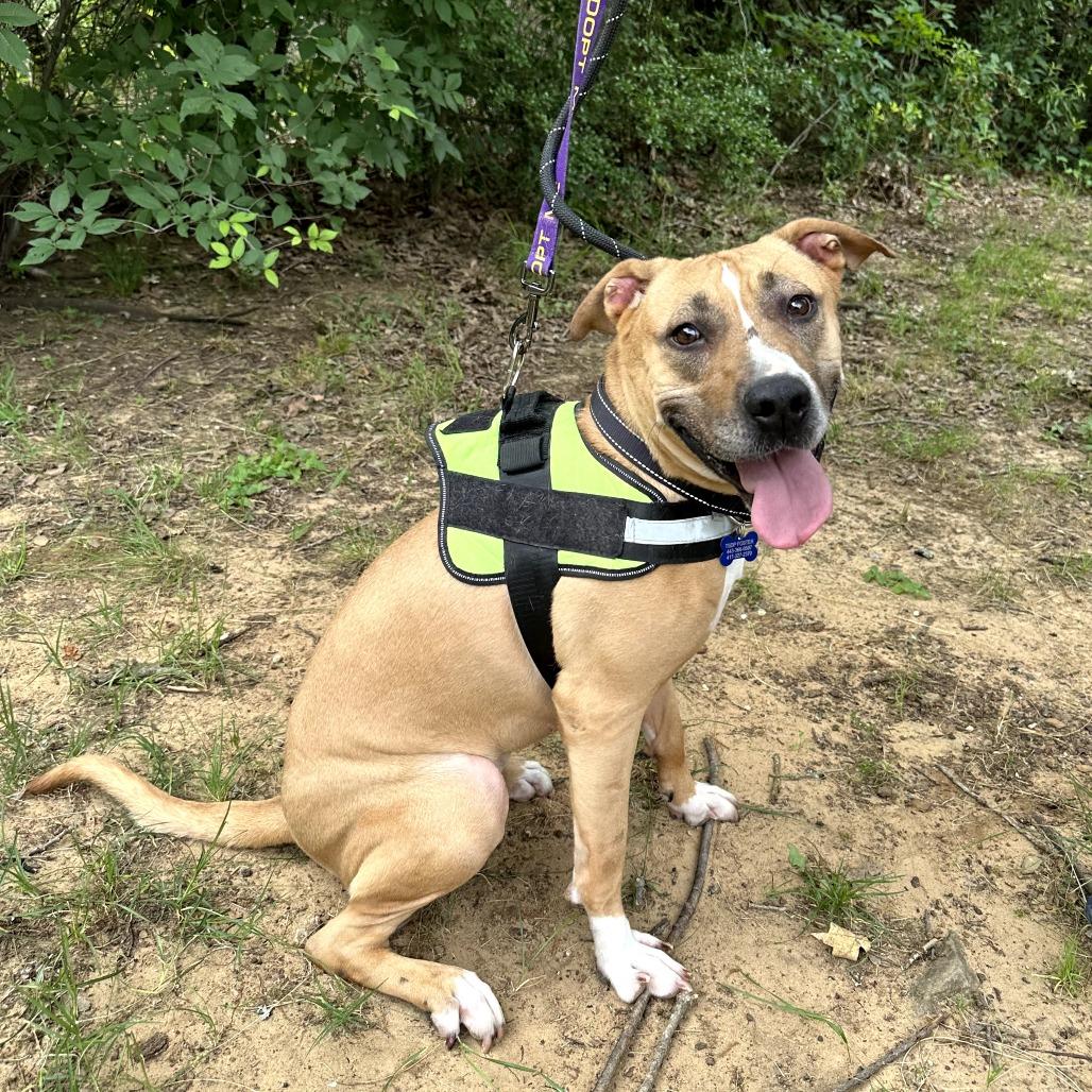 Enlarge Ruthie, a Adoptable mixed breed in Dallas, TX image 3/6